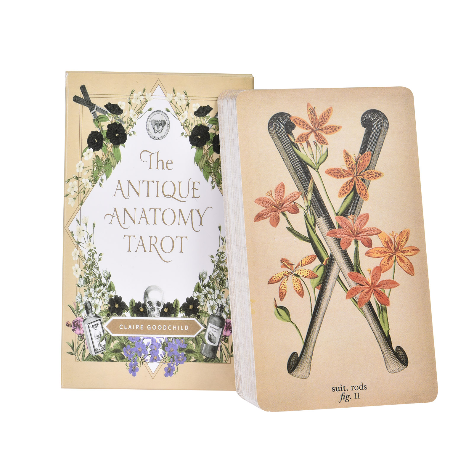 The Antique Anatomy Tarot Card - Tarot Cards Deck With Guidebook review and price