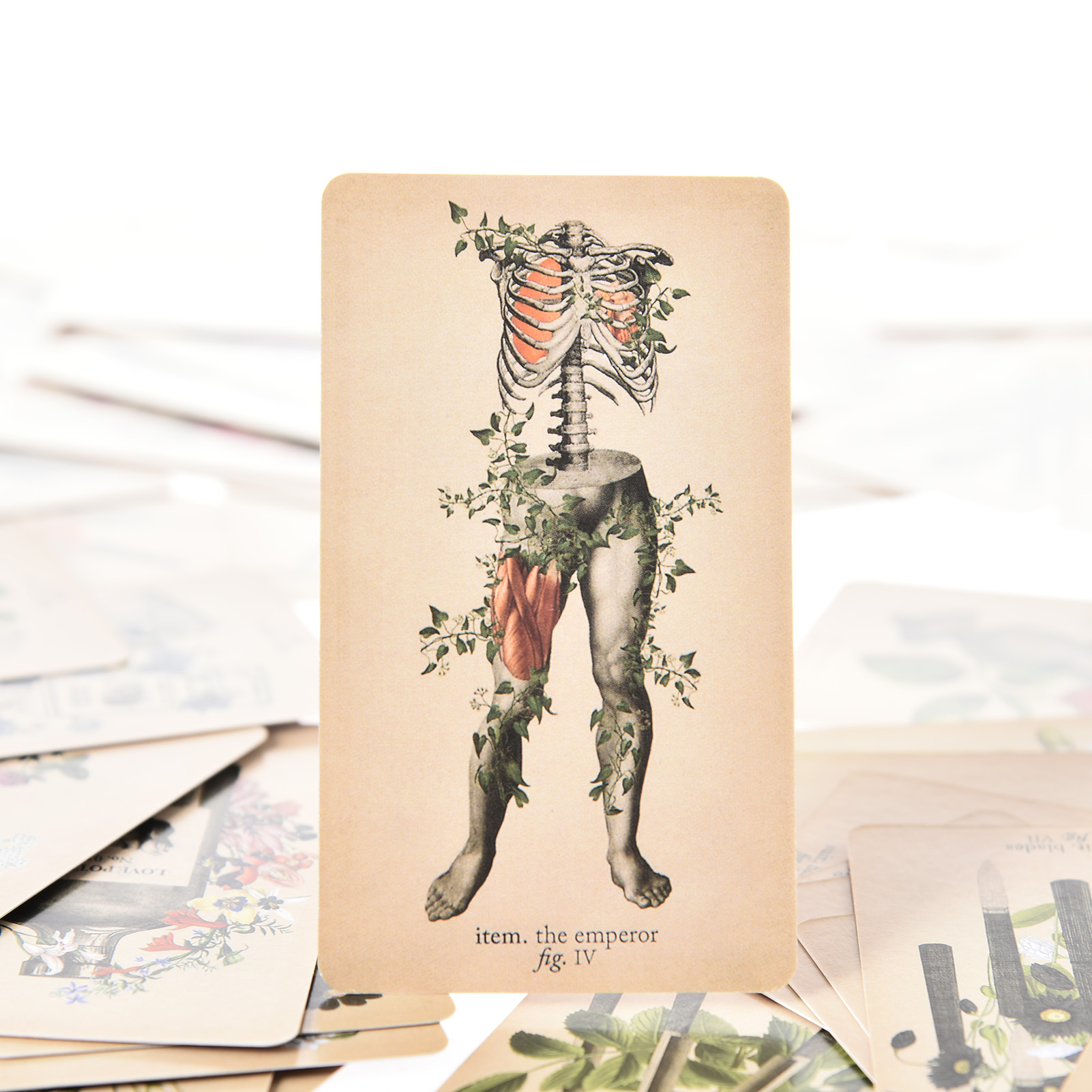 The Antique Anatomy Tarot Card - Tarot Cards Deck With Guidebook review and price